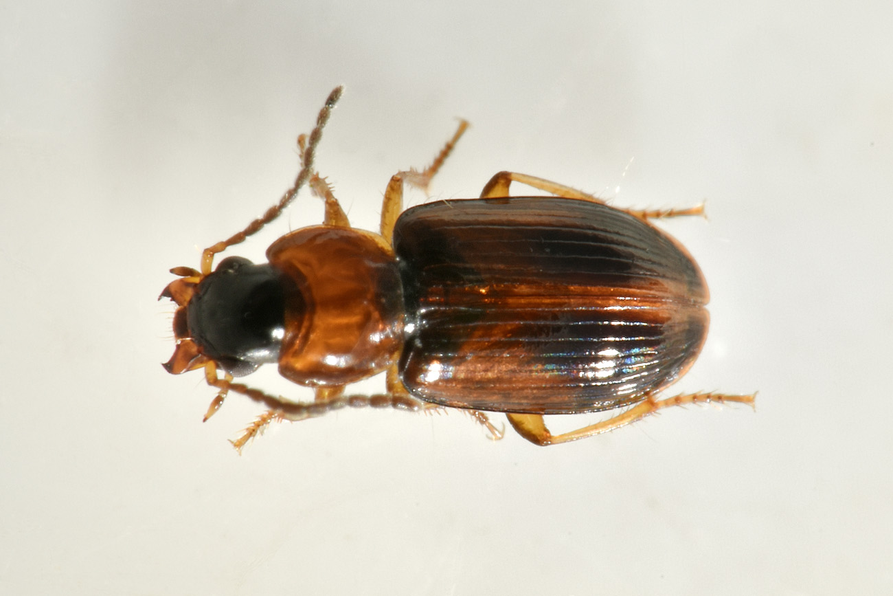 Carabidae: Acupalpus sp.?  S !  Acupalpus cfr. flavicollis